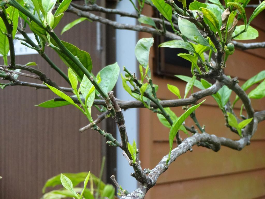 Funamiso Hotel Hachijo Buitenkant foto